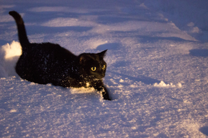 Image-preview_300x200