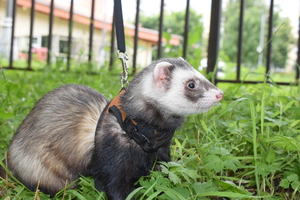 Image-preview_300x200