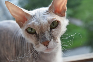 Image-preview_300x200