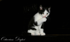 Image-preview_300x200