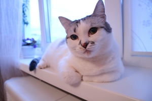 Image-preview_300x200