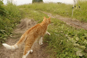 Image-preview_300x200