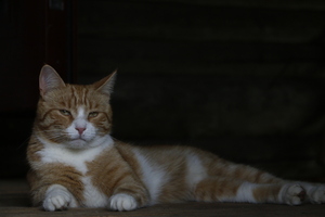 Image-preview_300x200