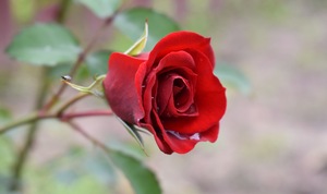 Image-preview_300x200