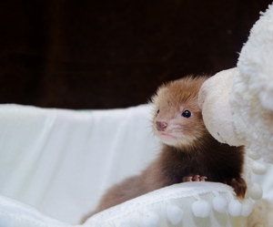 Image-preview_300x200