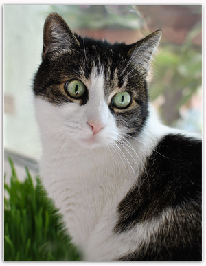 Image-preview_300x200