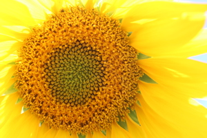 Image-preview_300x200