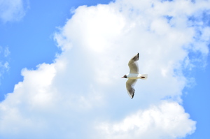 Image-preview_300x200