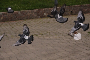 Image-preview_300x200