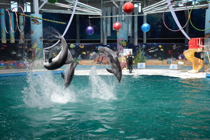 Image-preview_300x200