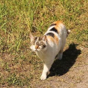 Image-preview_300x200