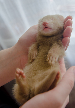 Image-preview_300x200