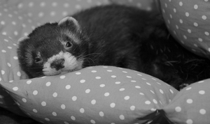 Image-preview_300x200