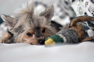 Image-preview_300x200