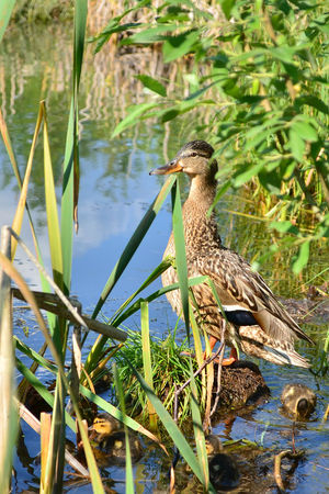 Image-preview_300x200