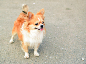 Image-preview_300x200