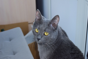 Image-preview_300x200