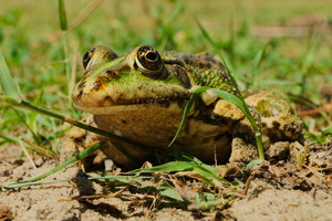 Image-preview_300x200