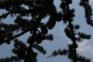 Image-preview_300x200