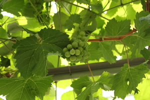 Image-preview_300x200