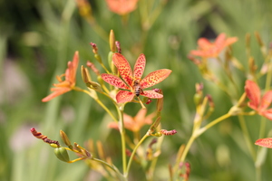 Image-preview_300x200