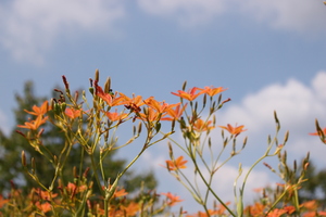 Image-preview_300x200