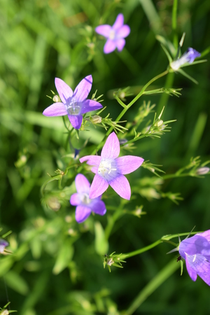 Image-preview_300x200