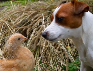 Image-preview_300x200