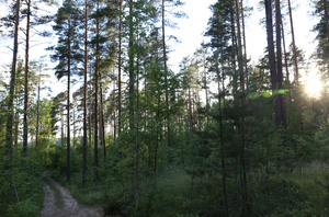 Image-preview_300x200