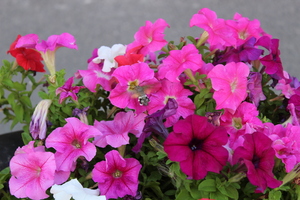 Image-preview_300x200