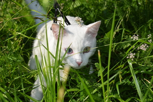 Image-preview_300x200