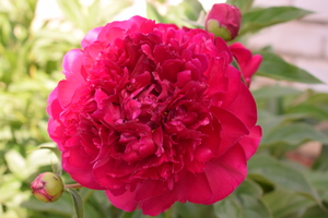 Image-preview_300x200