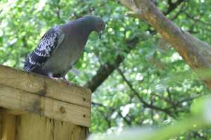 Image-preview_300x200