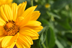 Image-preview_300x200