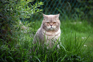 Image-preview_300x200