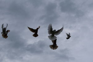 Image-preview_300x200