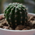 Image-square_50