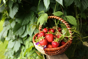 Image-preview_300x200