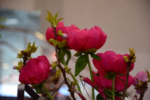 Image-preview_300x200