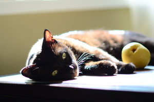 Image-preview_300x200