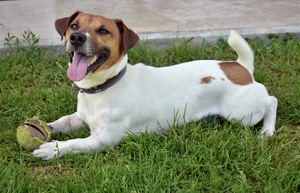 Image-preview_300x200