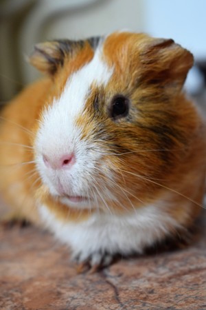 Image-preview_300x200