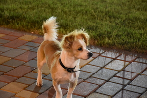 Image-preview_300x200