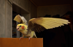 Image-preview_300x200