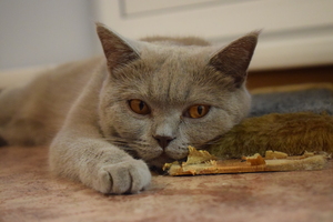 Image-preview_300x200