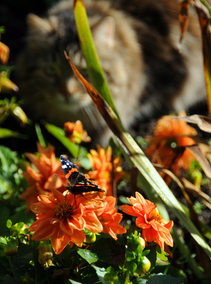 Image-preview_300x200