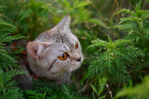 Image-preview_300x200