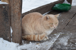 Image-preview_300x200