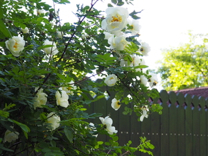 Image-preview_300x200