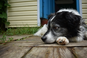 Image-preview_300x200